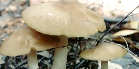 Entoloma sivo-bijela (olovno-bijela): fotografija i opis