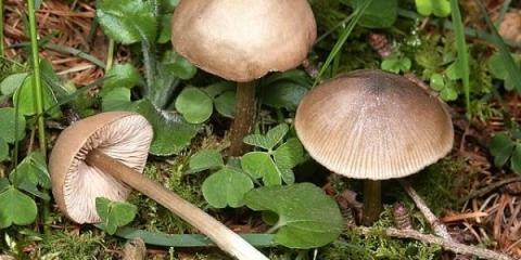 Entoloma prikupljena: fotografija i opis
