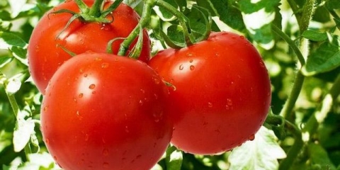 Epin za rasad paradajza