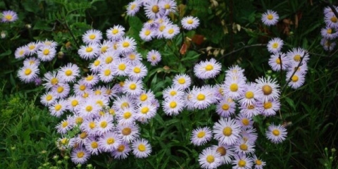 Erigeron (malocvjetna) trajnica: fotografija, sadnja i njega