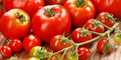 Jod kao đubrivo za paradajz