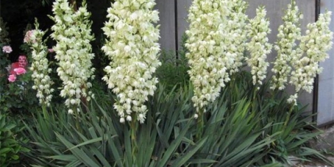 Yucca garden: fotografija i opis