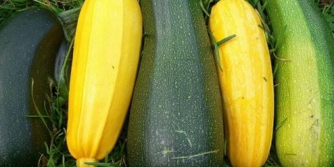 Tikvice holandske selekcije