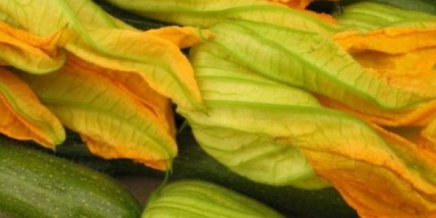 Tikvice - male sorte