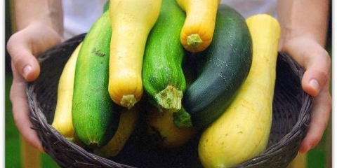 Zucchini parthenocarpic