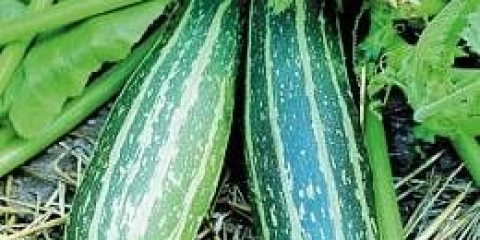 Tikvice tigar mladunče