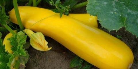 Zucchini yellow banana f1