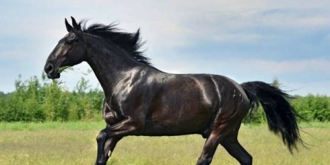 Kabardijanska pasmina konja