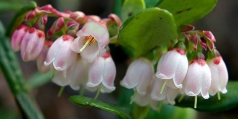 Kako brusnice utiču na krvni pritisak