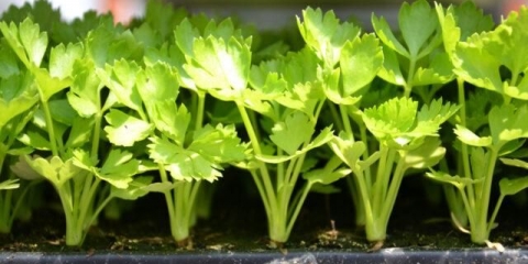 Koliko brzo cilantro (korijander) nikne nakon sjetve