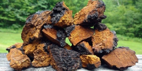 Kako čaga utječe na krvni tlak: povećava ili smanjuje, recepti