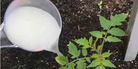 Narodni lijekovi za hranjenje paradajza - najbolji recepti