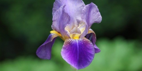 Kako i kada perunike cvjetaju: vrijeme, period i karakteristike cvjetanja