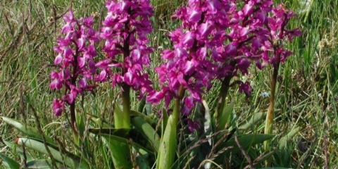 Kako se zovu cvijeće koje liči na perunike