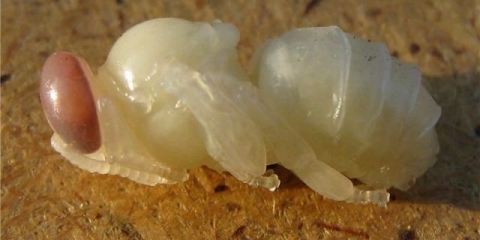 Kako se zovu larve pčela?