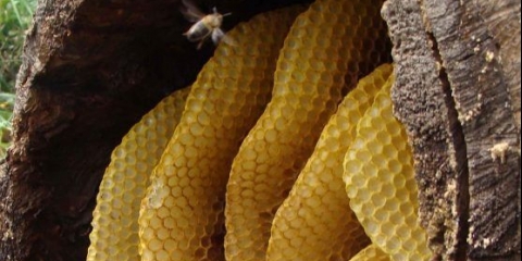 Kako pčelari sakupljaju med