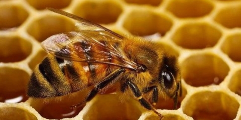 Kako pčele prave med