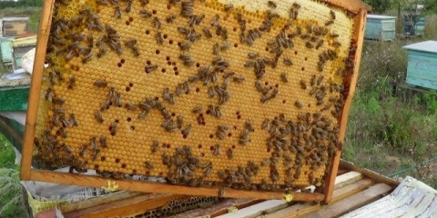 Kako pčele prave vosak