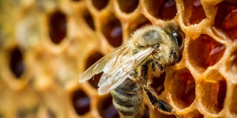 Kako pčele prave ukusan i zdrav med