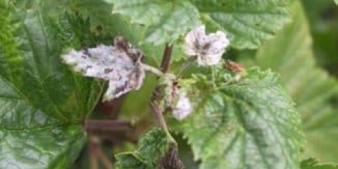 Kako se pepelnica pojavljuje na crnoj ribizli i kako se nositi s njom