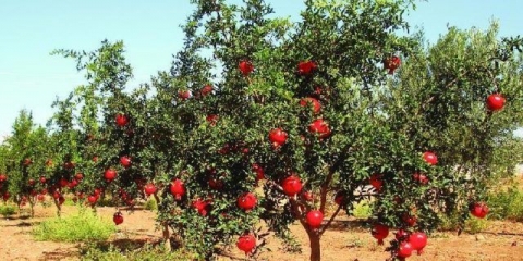 Kako raste šipak: fotografije, u kojim zemljama, kako izgleda