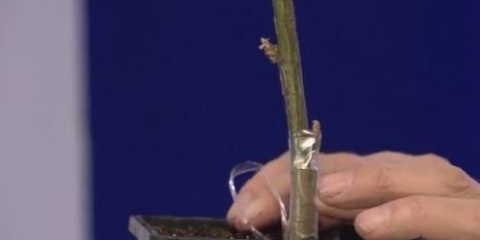 Kako se božur uzgaja kod kuće: metode, vrijeme