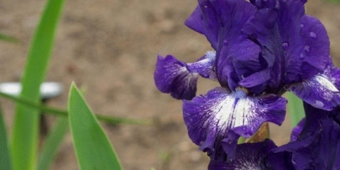 Kako se iris razmnožava: metode, vrijeme, savjeti