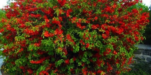 Kako se japanski chaenomeles (dunja) razmnožava sjemenkama i reznicama