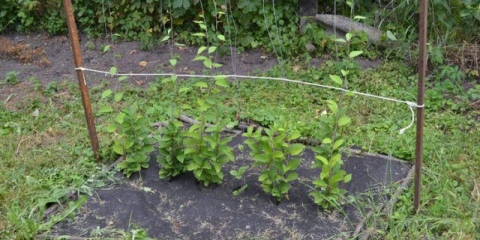 Kako se razmnožava kineska limunska trava