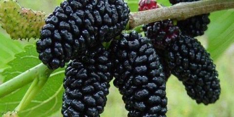 Kako se dud razmnožava