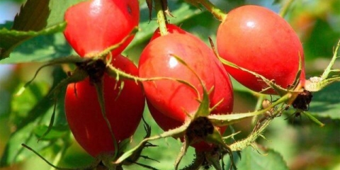 Kako šipak utiče na krvni pritisak kod ljudi: snižava ili povećava