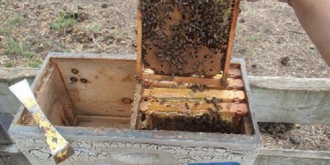 Kako funkcioniše pčelinja košnica