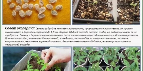 Kako temperatura zraka i tla utječu na sadnice paradajza i kako odabrati pravo osvjetljenje