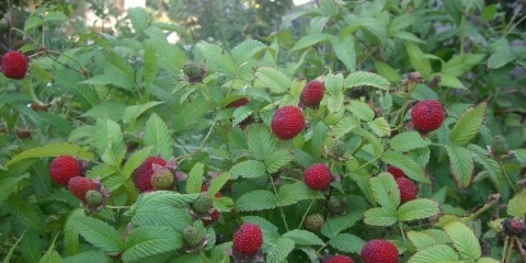 Kako izgleda hibrid jagode i maline?