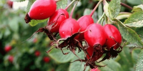 Kako izgleda divlja ruža i gdje raste u prirodi