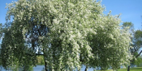 Kako to izgleda kada trešnja procvjeta