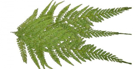 Kako izgleda list paprati: opis biljke, njena svojstva