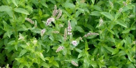 Kako izgleda pepermint: fotografija, botanički opis, sadnja, uzgoj i njega