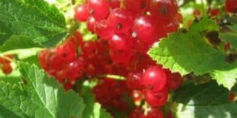 Kako izgleda ribizla - šta se dešava, opis grma