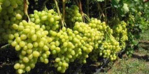 Kako uzgajati novu sortu grožđa kod kuće