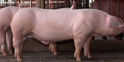 Koja je rasa svinja najisplativija za uzgoj