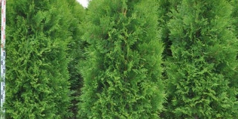 Koja je tuja bolja za živu ogradu