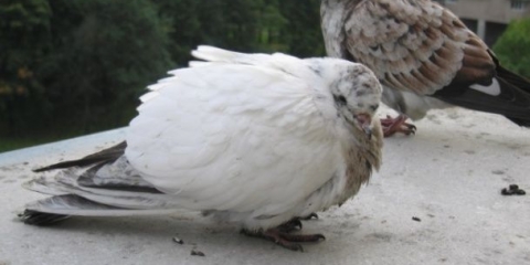 Koje bolesti prenose golubovi?