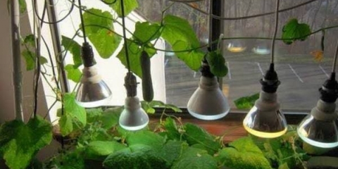 Kojih 10 sorti krastavaca se može uzgajati na prozorskoj dasci zimi