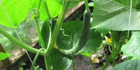 Pravila za uzgoj kineskih krastavaca u zemlji