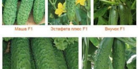 Koje su vrste i sorte krastavaca