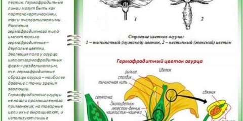 Zašto su samooplodne sorte krastavaca za staklenike popularne među vrtlarima