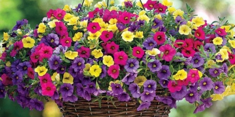 Kako cvijeće izgleda kao petunija: fotografija s imenima