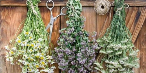 Koje se ljekovito bilje bere u avgustu