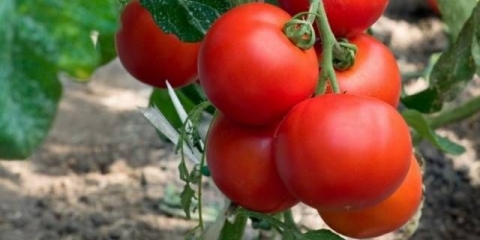 Koji su manji paradajzi najproduktivniji